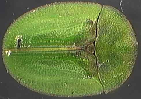 Cassida rubiginosa